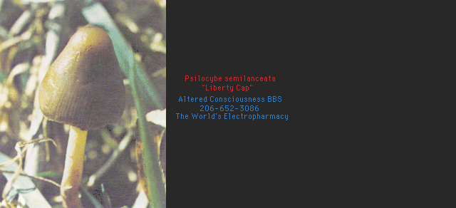 Psilocybe semilanceata3.gif